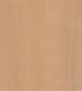 European Beech